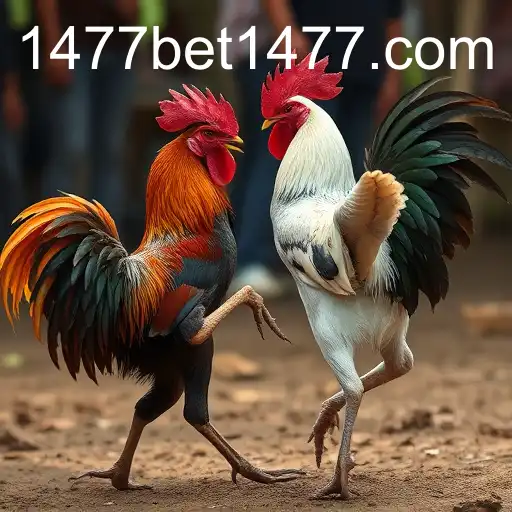 The Intricacies of Cockfighting and Its Digital Evolution with 1477bet PH Login